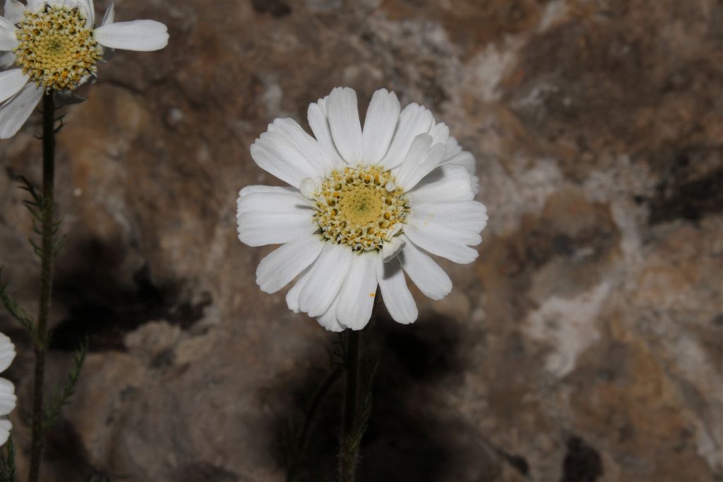 Achillea da determinare - Achillea cfr. barrelieri